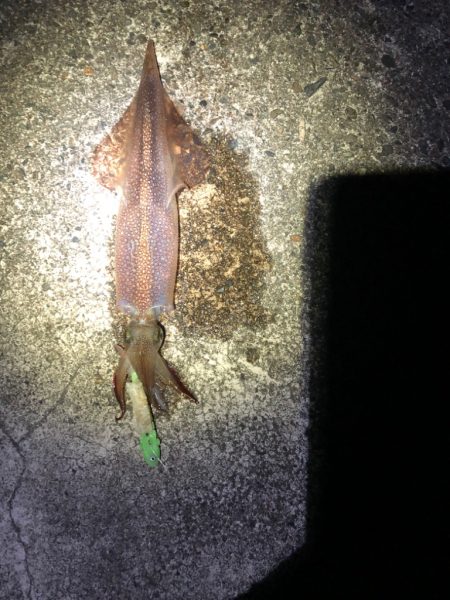 【4度目越前】なんとか2杯