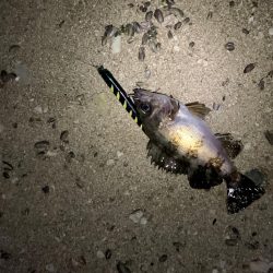 フィールはメバルプラグ説