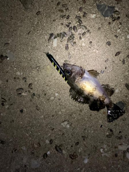 フィールはメバルプラグ説