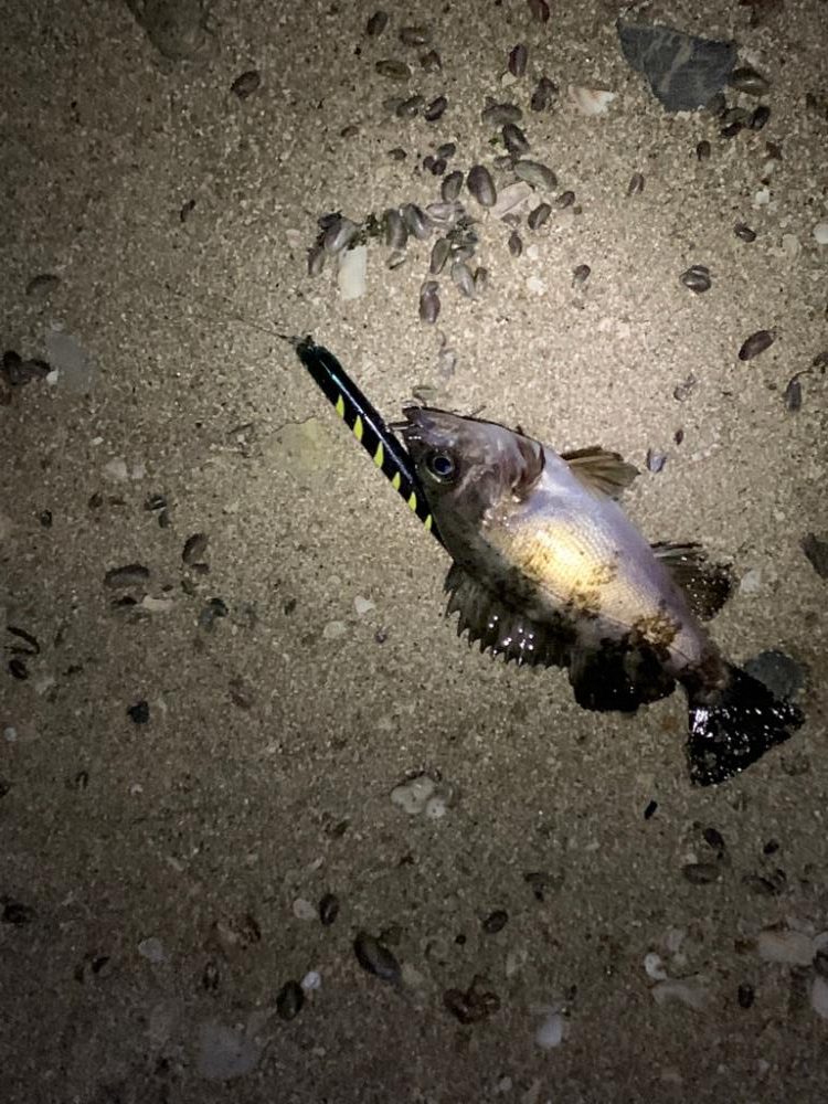 フィールはメバルプラグ説