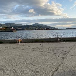 花見カレイ狙い