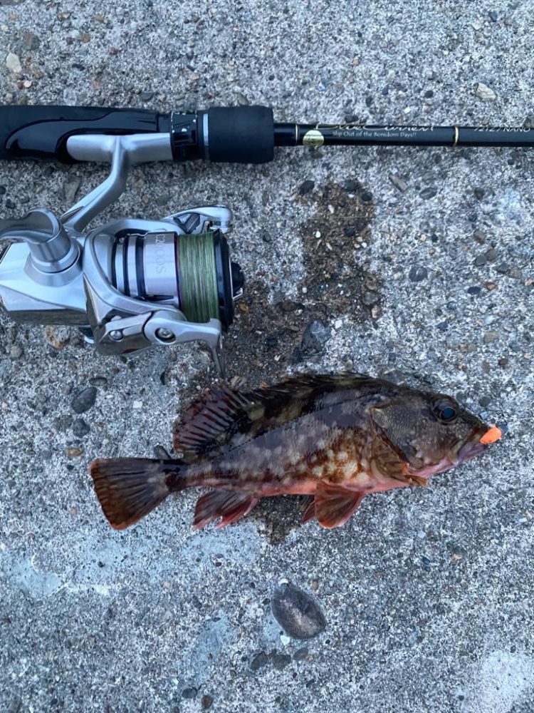 メバルガシラわんさか