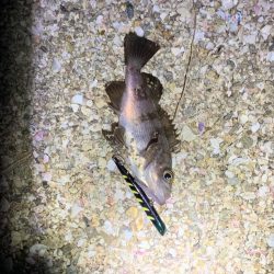 マニックでメバリング