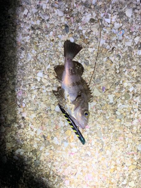 マニックでメバリング