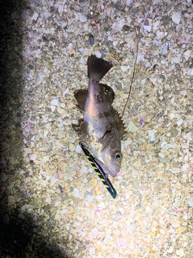 マニックでメバリング