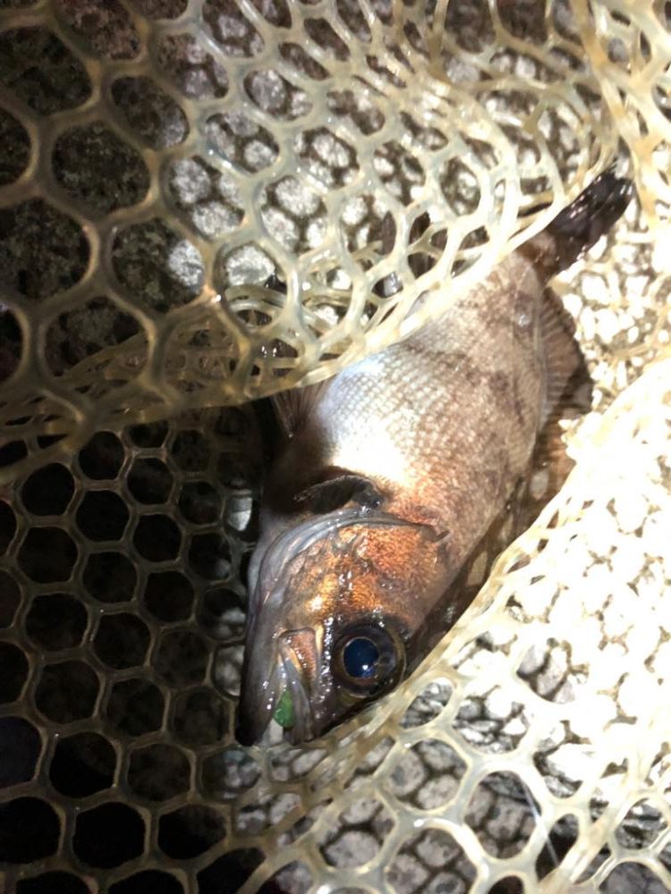 早朝メバリング