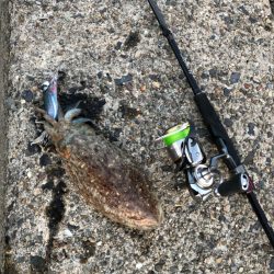 「コウ」シーズン