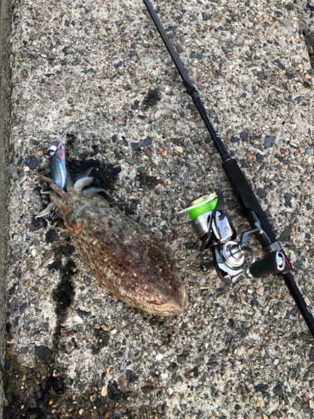 「コウ」シーズン