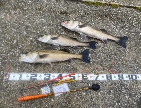 チヌ針改めて1号の強さ