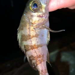 メバル⑩