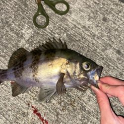 久々にライトゲーム