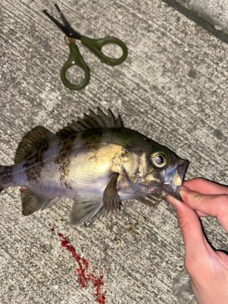 久々にライトゲーム