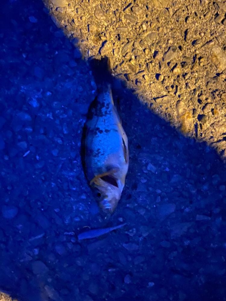 小メバルライズ