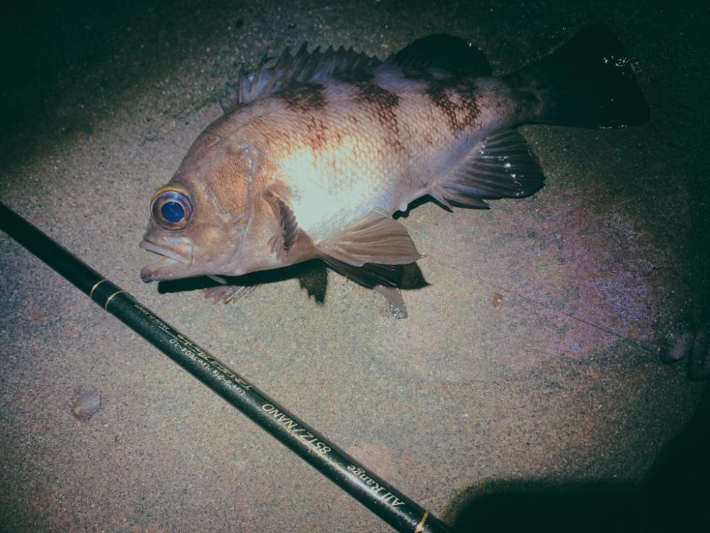 フロートゲーム