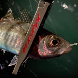 久々のホームグラウンドわ