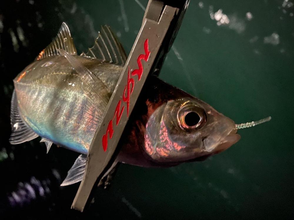 久々のホームグラウンドわ