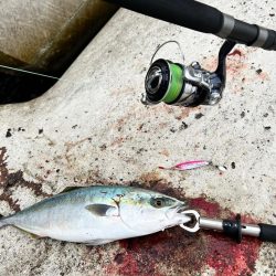 メジロ51センチ！