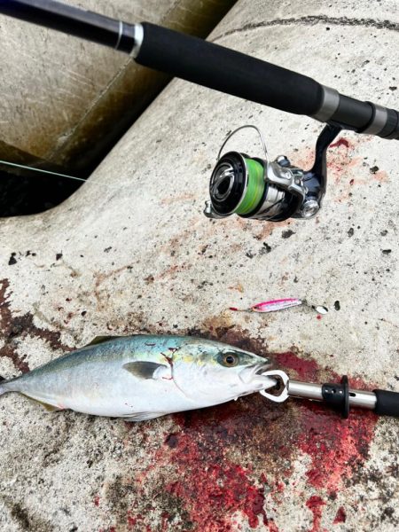 メジロ51センチ！