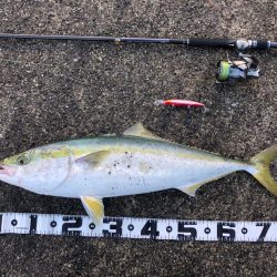 今年のショア初青物