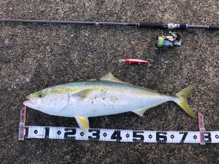 今年のショア初青物