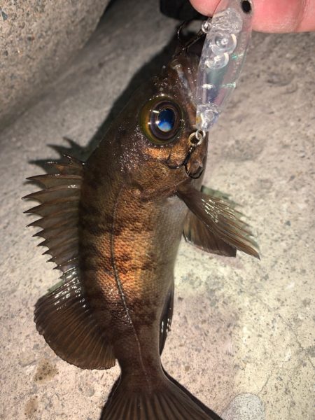 メバル⑧