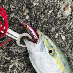 ハマチ爆釣❗️