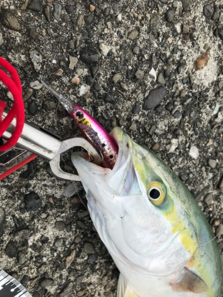 ハマチ爆釣❗️…