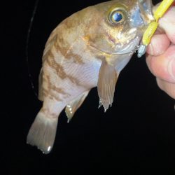 癒やしの釣り♪