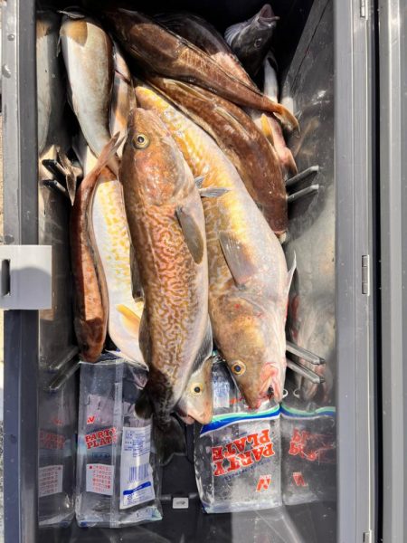 オフショア　五目ジギング