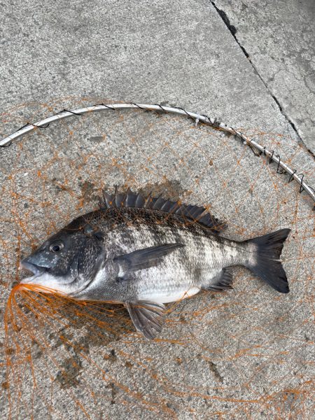 足元フカセで、のっこみチヌ！