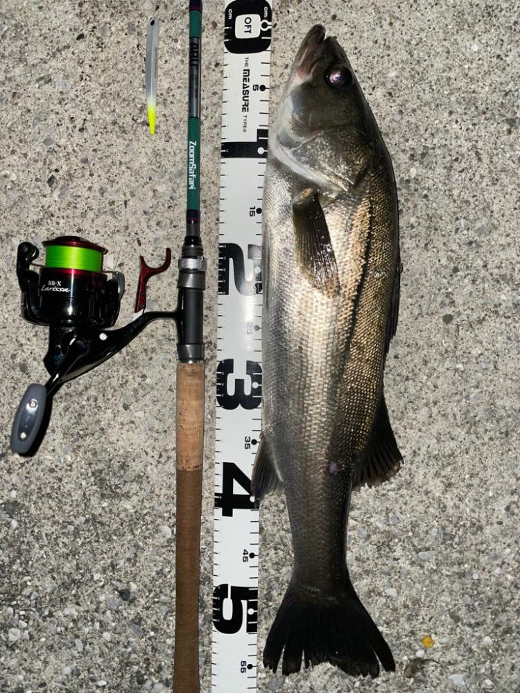 バチ抜けシーバス