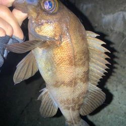 2022ライトゲーム第12戦