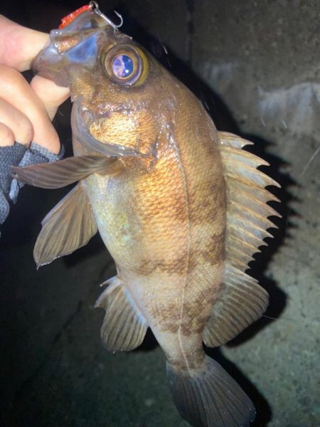 2022ライトゲーム第12戦