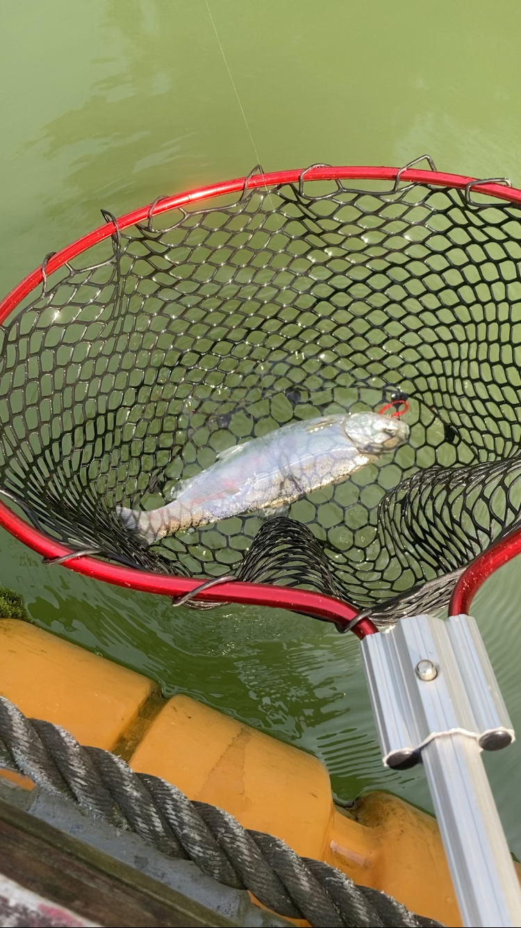 何だかんだトラウト数釣り