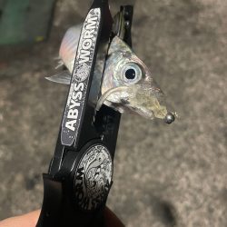 イカが釣れなかったから...