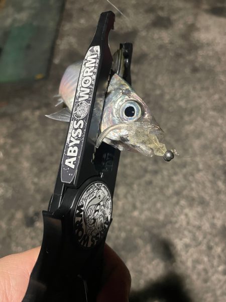 イカが釣れなかったから...