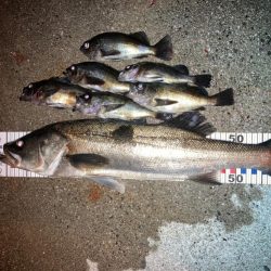 離島メバリング