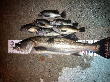 離島メバリング