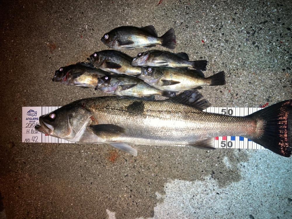 離島メバリング