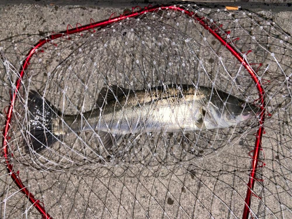 マイクロベイトパターン