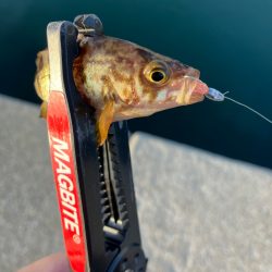 久々の入れ食いメバリング