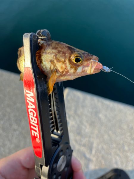 久々の入れ食いメバリング