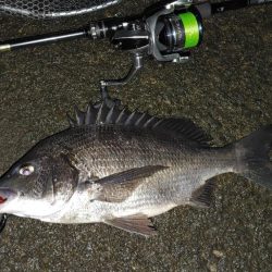 シーバス気配なし
