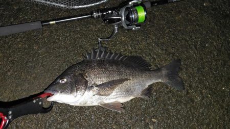 シーバス気配なし