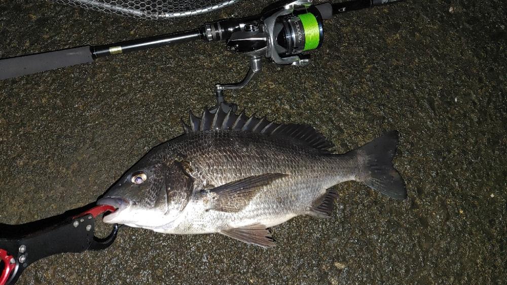 シーバス気配なし