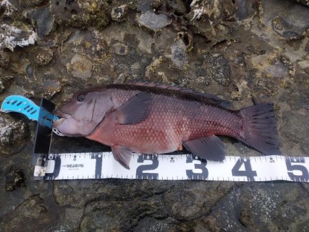 潮が動かず撃沈