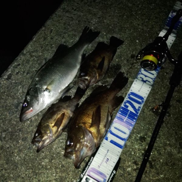 尺メバル(泣)フロートゲーム