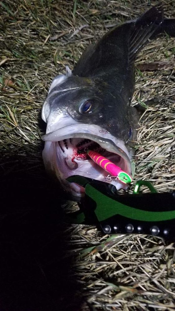 我慢した甲斐があった