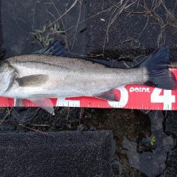 雨が降ったらリバーシーバス