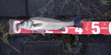 雨が降ったらリバーシーバス